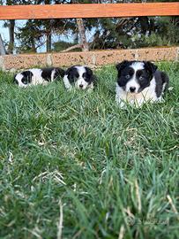 Cuccioli border collie