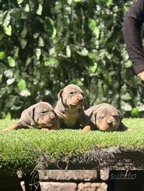 American Pitbull terrier tricolore