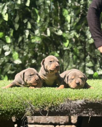 American Pitbull terrier tricolore