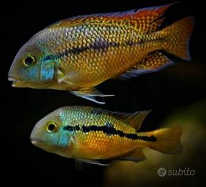 Pesci Tropicali Hypsophrys Nicaraguensis XXL