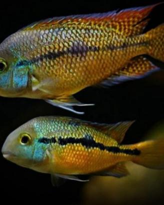 Pesci Tropicali Hypsophrys Nicaraguensis XXL