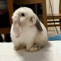 Coniglio nano ariete Miniloop