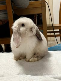 Coniglio nano ariete Miniloop