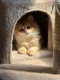 Gattini British golden con pedigree