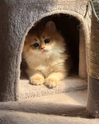 Gattini British golden con pedigree