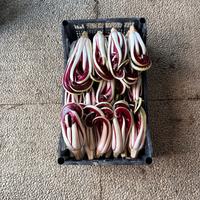 Radicchio trevigiano tardivo