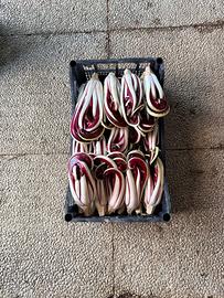 Radicchio trevigiano tardivo