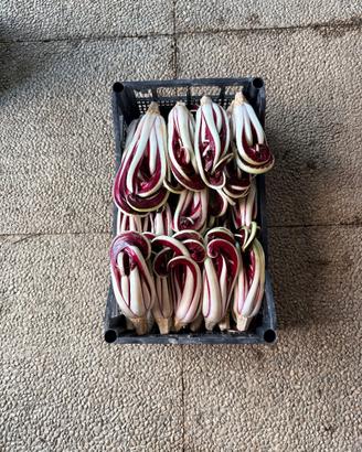 Radicchio trevigiano tardivo