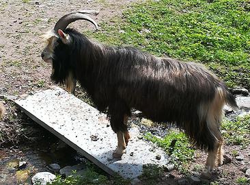 Capre femmina più maschio
