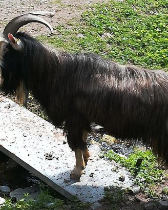 Capre femmina più maschio