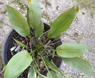 Alisma plantago aquatica pianta per laghetto