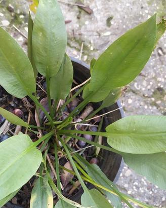 Alisma plantago aquatica pianta per laghetto