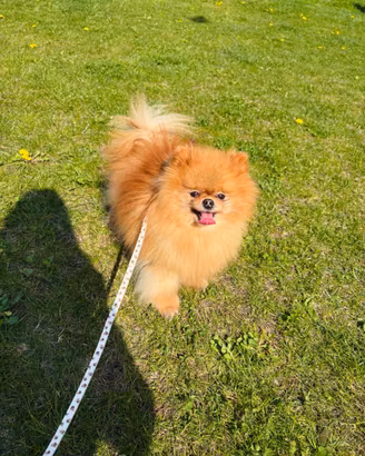 Volpino Pomerania TOY 12 mesi Stupenda Pedigree
