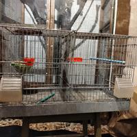 gabbia per canarini -coccorite 