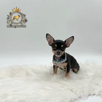 Dolcissimi Chihuahua black and tan