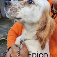 Cuccioli Setter Inglese