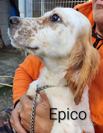 Cuccioli Setter Inglese