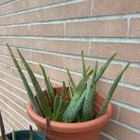 Piante di Aloe