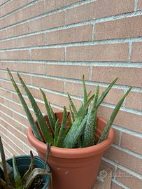 Piante di Aloe