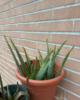 Piante di Aloe