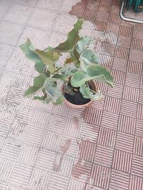 pianta di kalanchoe  beharensis 