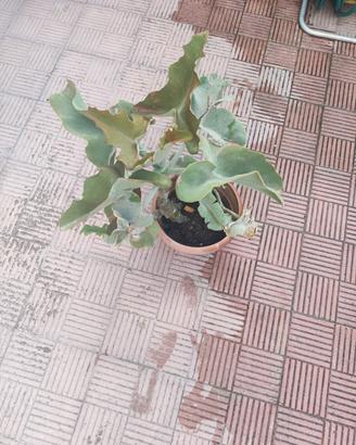 pianta di kalanchoe  beharensis 