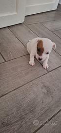 Jack Russel Terrier