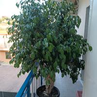 Ficus Benjamin 