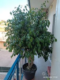 Ficus Benjamin 