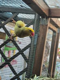 Parrochetto dall collare