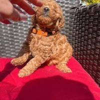 Cuccioli barboncini mini toy maschi e femmine