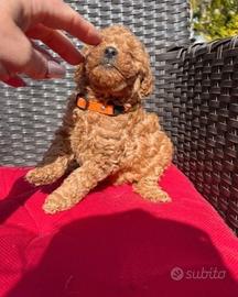 Cuccioli barboncini mini toy maschi e femmine