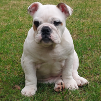 Cuccioli Bulldog Inglese PEDIGREE ROSSO