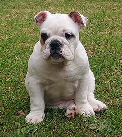 Cuccioli Bulldog Inglese PEDIGREE ROSSO