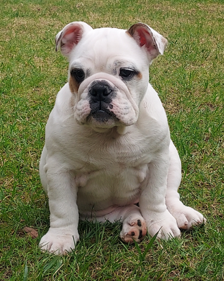 Cuccioli Bulldog Inglese PEDIGREE ROSSO