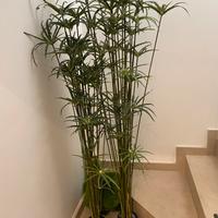 Piante