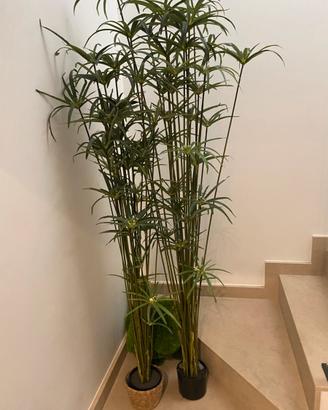 Piante