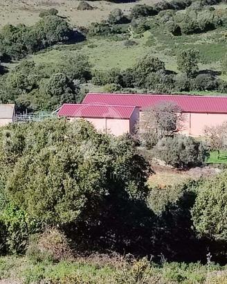 Tenuta agricola con capannoni vendita