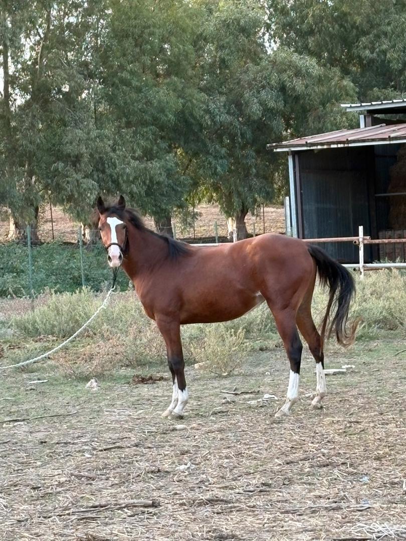 Cavalla puledra Paint/quarter - Animali In vendita a Catanzaro
