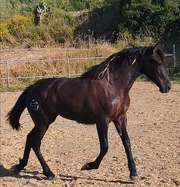 Puledra Iberica nera