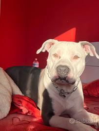 Pitbull per monta