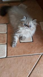 Gatti persiani