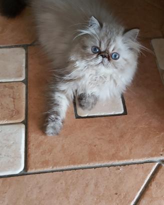 Gatti persiani