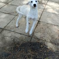 Cuccioli taglia contenuta in adozione