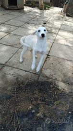 Cuccioli taglia contenuta in adozione