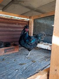 Galline razza Polverara