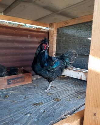 Galline razza Polverara