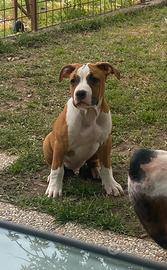 Cuccioli di amstaff