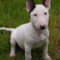 Cuccioli bullterier