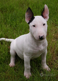 Cuccioli bullterier